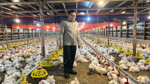 Kementan Perkuat Pengawasan dan Distribusi, Harga Ayam Hidup Mulai Naik